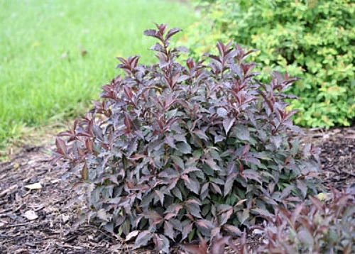Spilled Wine® Weigela - Red Leaves, Magenta Flowers - Proven Winners - 4" Pot 7 Spilled Wine® Weigela - Red Leaves, Magenta Flowers - Proven Winners - 4" Pot - Image 5