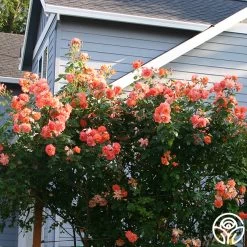 Westerland™ 15 Westerland™ -Healthy Plant Shop westerland 10