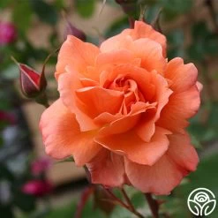 Westerland™ 14 Westerland™ -Healthy Plant Shop westerland 2 7