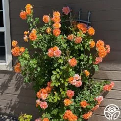 Westerland™ 19 Westerland™ -Healthy Plant Shop westerland 6 8