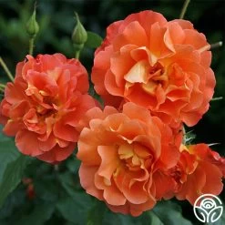 Westerland™ 17 Westerland™ -Healthy Plant Shop westerland 7