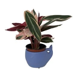 Blue Whale Ceramic Animal Pot - 6" X 4" - NEW -Healthy Plant Shop whalepotplant 26630.1645122694