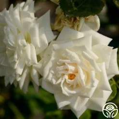 White Cap -Healthy Plant Shop white cap logo 03