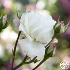 White Cap -Healthy Plant Shop white cap logo 04