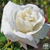 White Dawn® 1 White Dawn® -Healthy Plant Shop white dawn 2 2