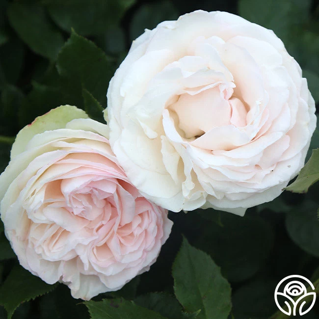 White Eden Climber® 4 White Eden Climber® - Image 2