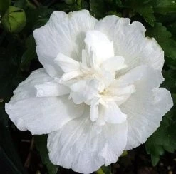 White Chiffon™ Hibiscus Syriacus 'Notwoodtwo' - Rose Of Sharon - Proven Winner -Healthy Plant Shop white20chiffone284a220hibiscus3 00799.1615344488