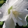 White Chiffon™ Hibiscus Syriacus 'Notwoodtwo' - Rose Of Sharon - Proven Winner -Healthy Plant Shop white20chiffone284a220hibiscus 23968.1615344487