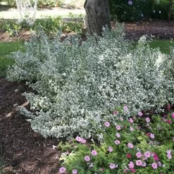 White Albumâ„¢ Euonymus - Proven Winners - Great Evergreen Groundcover - 4" Pot