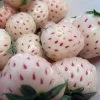 White Carolina Pineberry Plants - 50 Roots -Bareroot-Pineapple/Strawberry Flavor 1 White Carolina Pineberry Plants - 50 Roots -Bareroot-Pineapple/Strawberry Flavor -Healthy Plant Shop whitecarolina421 60612.1672325000