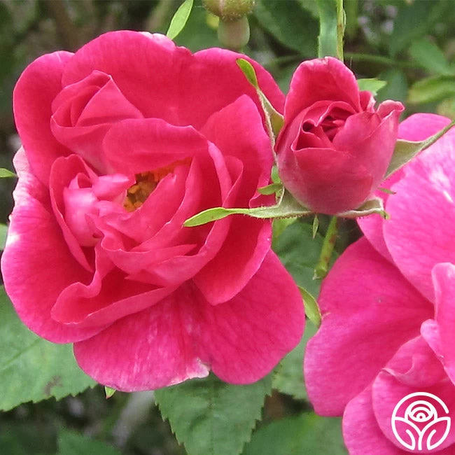 William Baffin 4 William Baffin - Image 2