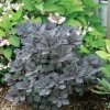 Winecraft Black Smokebush - 4" Pot - Cotinus - Proven Winners 1 Winecraft Black Smokebush - 4" Pot - Cotinus - Proven Winners -Healthy Plant Shop winecraft20black20cotinus 85608.1615344660