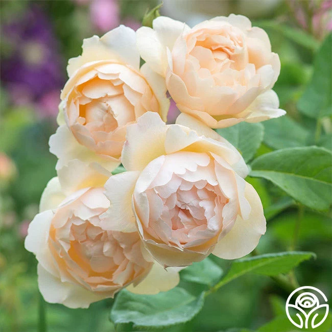 Wollerton Old Hall™ 3 Wollerton Old Hall™