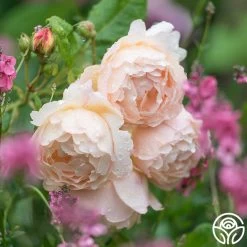 Wollerton Old Hall™ 13 Wollerton Old Hall™ -Healthy Plant Shop wollerton old hall 4