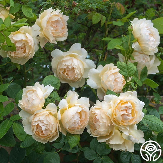 Wollerton Old Hall™ 4 Wollerton Old Hall™ - Image 2