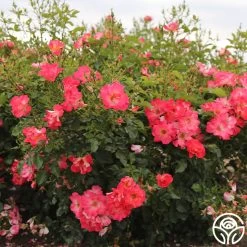 Yabba Dabba Doo 10 Yabba Dabba Doo -Healthy Plant Shop yabba dabba doo 11