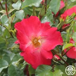 Yabba Dabba Doo 12 Yabba Dabba Doo -Healthy Plant Shop yabba dabba doo 13