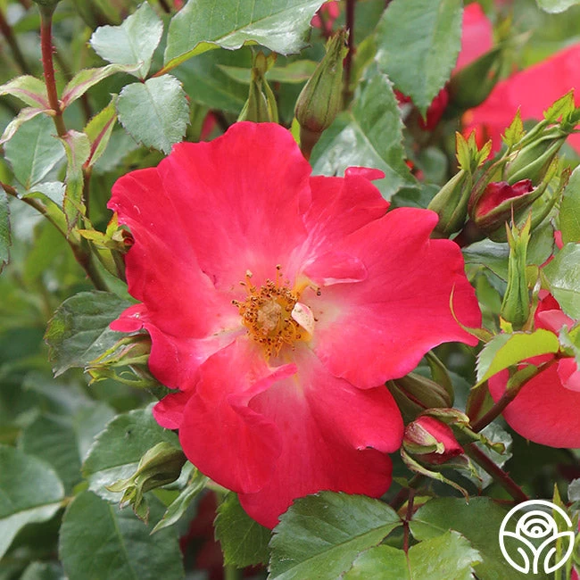 Yabba Dabba Doo 7 Yabba Dabba Doo - Image 5