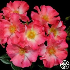 Yabba Dabba Doo 13 Yabba Dabba Doo -Healthy Plant Shop yabba dabba doo 17