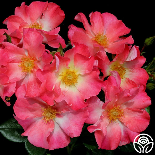 Yabba Dabba Doo 8 Yabba Dabba Doo - Image 6