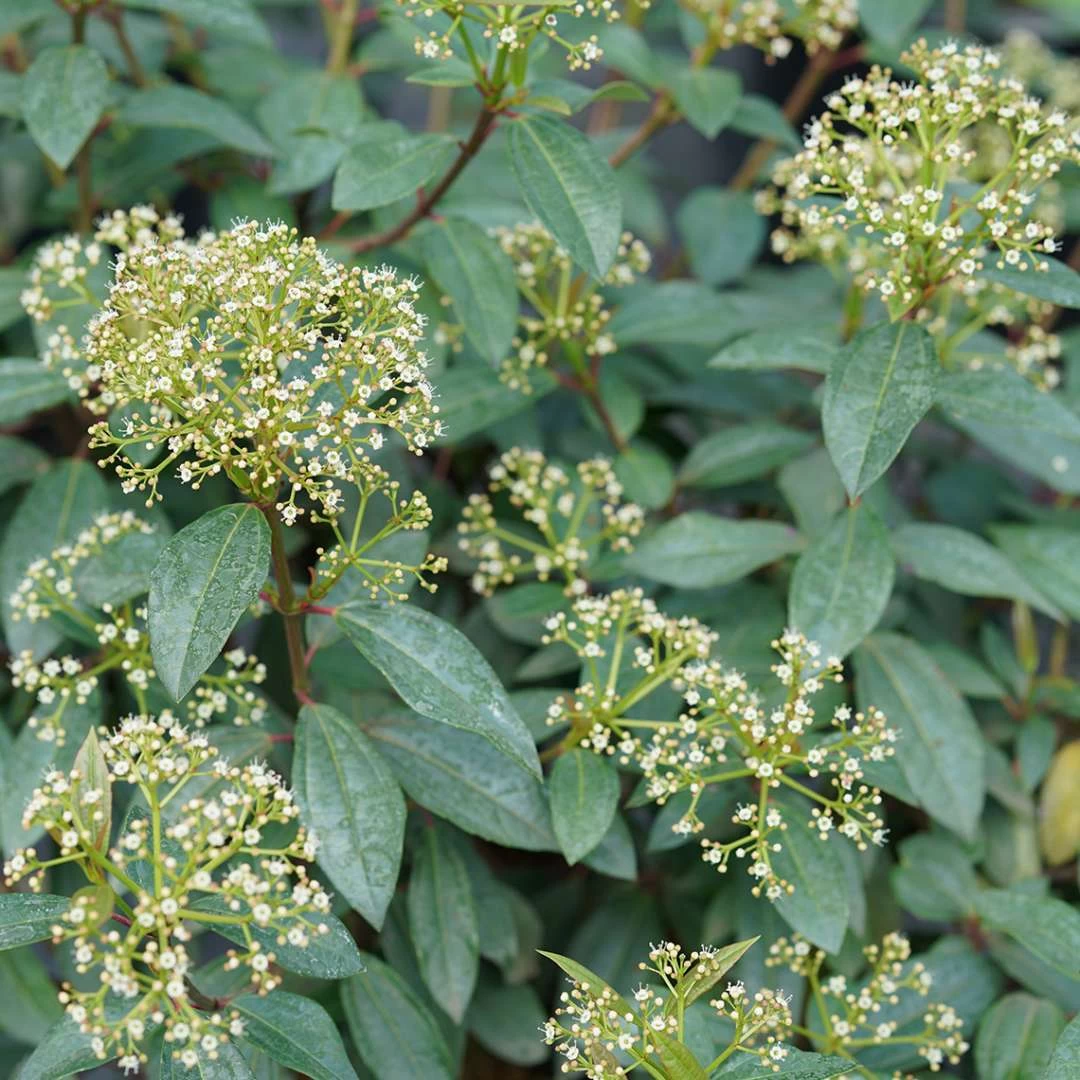 YANG™ Viburnum Shrub - Compact Hybrid - Proven Winners - 4" Pot 4 YANG™ Viburnum Shrub - Compact Hybrid - Proven Winners - 4" Pot - Image 2