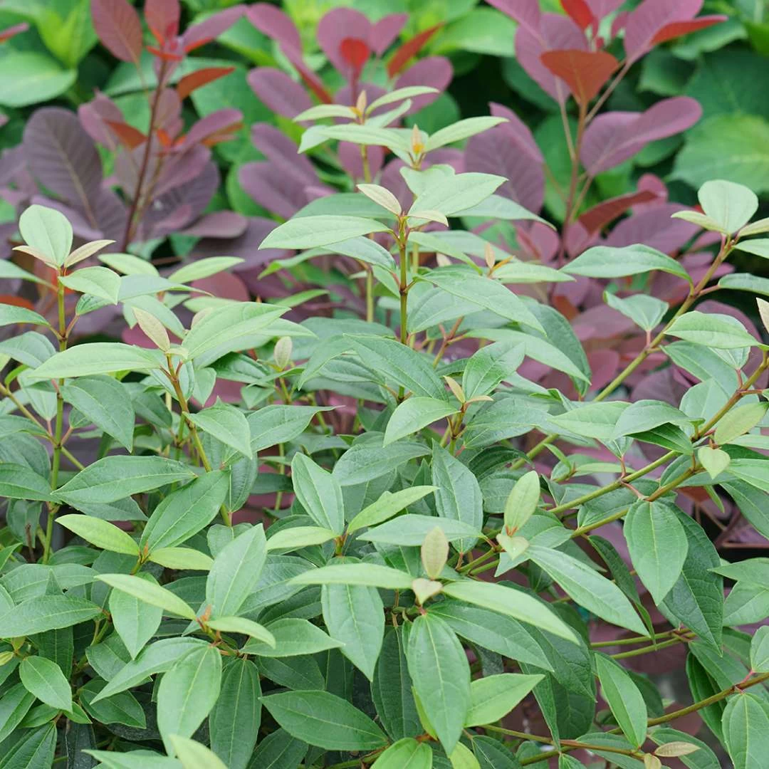 YANG™ Viburnum Shrub - Compact Hybrid - Proven Winners - 4" Pot 5 YANG™ Viburnum Shrub - Compact Hybrid - Proven Winners - 4" Pot - Image 3