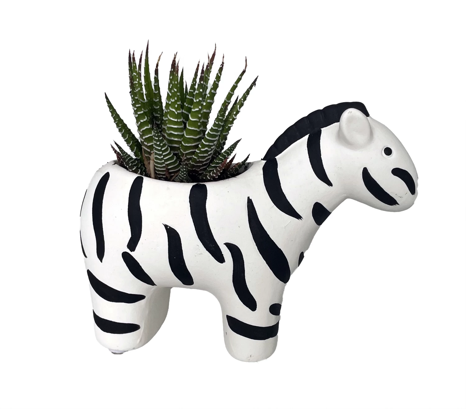 Zebra Stripes Planter With Live Zebra Haworthia Succulent Plant - 3" X 6" X 4.5" 3 Zebra Stripes Planter With Live Zebra Haworthia Succulent Plant - 3" X 6" X 4.5"