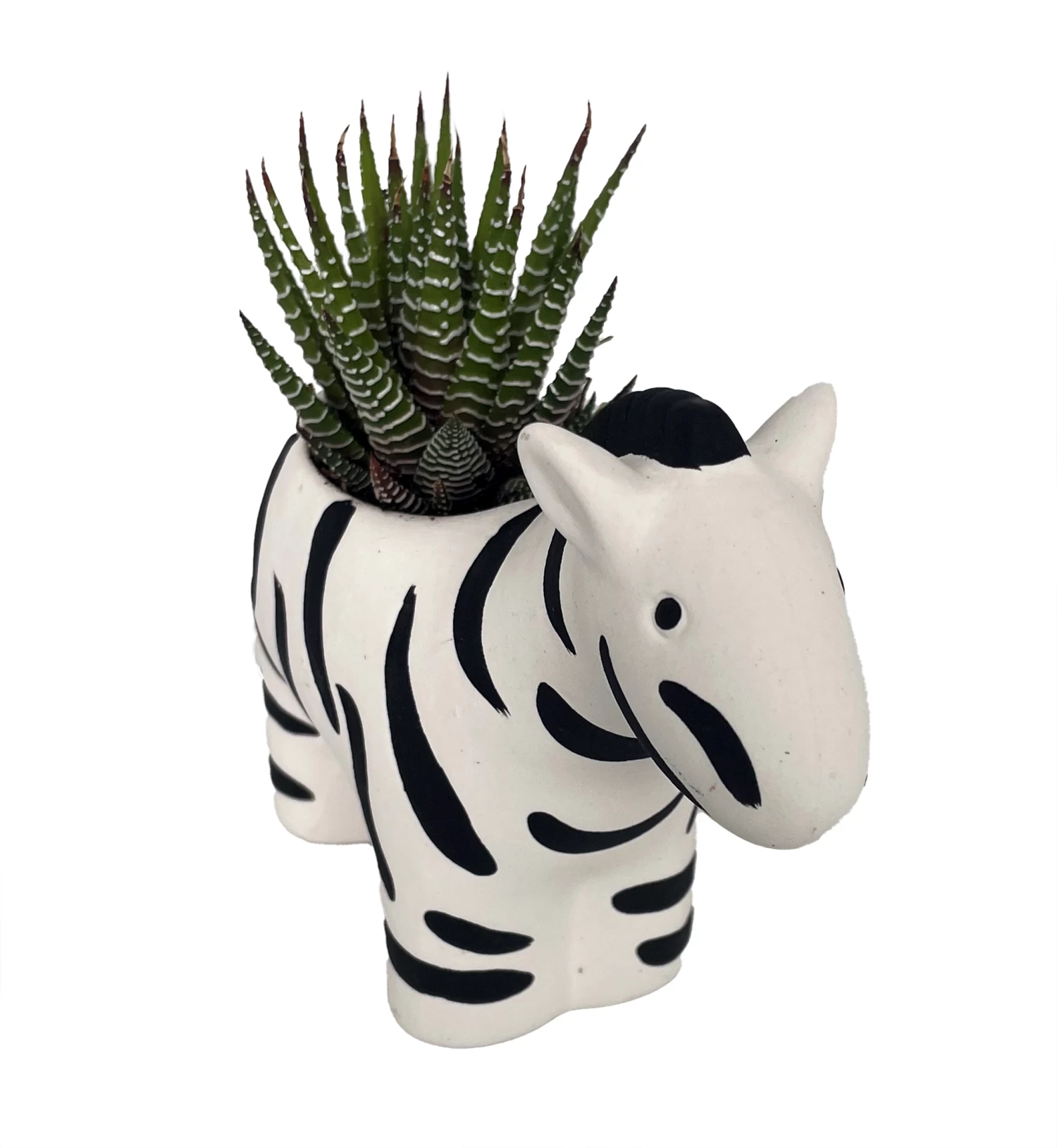 Zebra Stripes Planter With Live Zebra Haworthia Succulent Plant - 3" X 6" X 4.5" 4 Zebra Stripes Planter With Live Zebra Haworthia Succulent Plant - 3" X 6" X 4.5" - Image 2