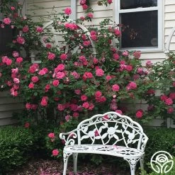 Zéphirine Drouhin -Healthy Plant Shop zephirine drouhin 11 1