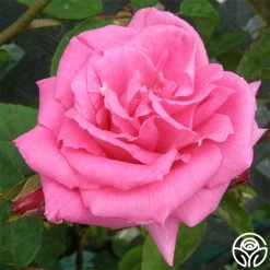 Healthy Plant Shop 17 Zéphirine Drouhin