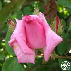 Zéphirine Drouhin -Healthy Plant Shop zephirine drouhin 6 1