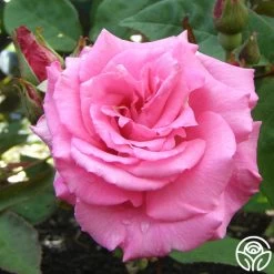 Zéphirine Drouhin -Healthy Plant Shop zephirine drouhin 8 1